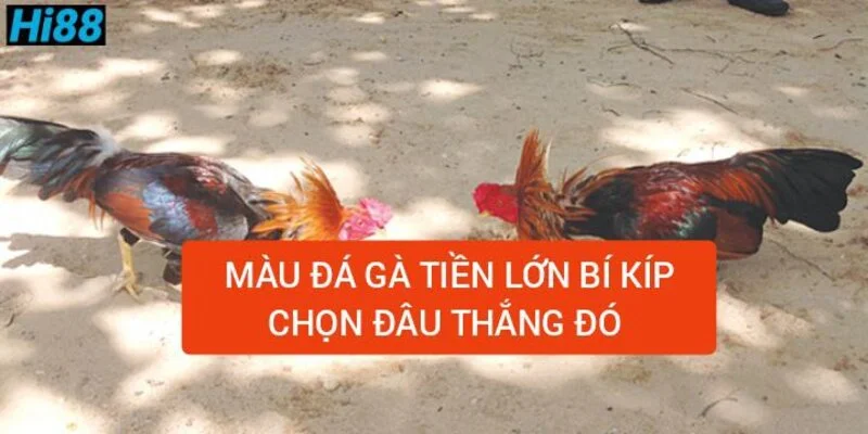 mau-da-ga-tien-lon-bi-kip-chon-dau-thang-do