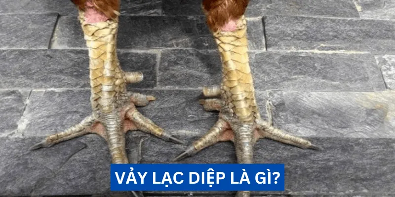 vay lac diep la gi